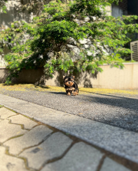 Yorkshire Terrier - Brook(Male) - Beautiful puppy teacup puppy with adorable features available for adoption from Velydog