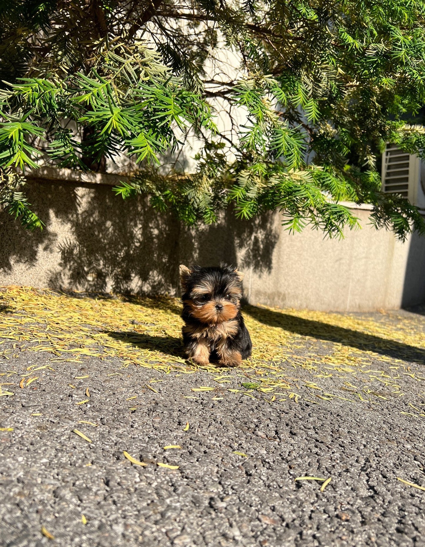 Yorkshire Terrier - Brook(Male) - Beautiful puppy teacup puppy with adorable features available for adoption from Velydog