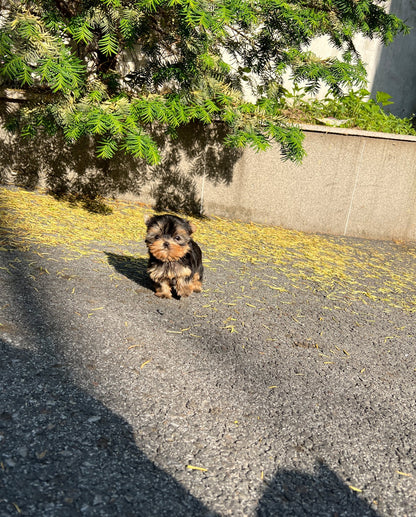 Yorkshire Terrier - Brook(Male) - Beautiful puppy teacup puppy with adorable features available for adoption from Velydog