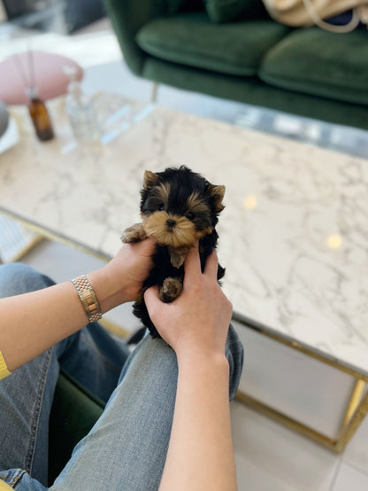 Yorkshire Terrier - Charli(Male) - Beautiful puppy teacup puppy with adorable features available for adoption from Velydog