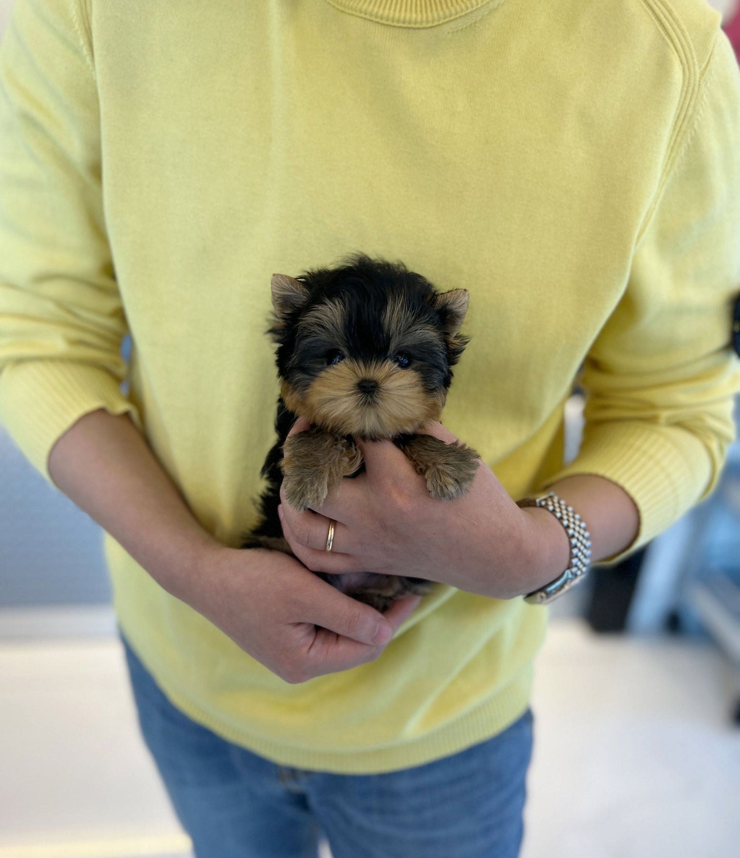 Yorkshire Terrier - Charli(Male) - Beautiful puppy teacup puppy with adorable features available for adoption from Velydog