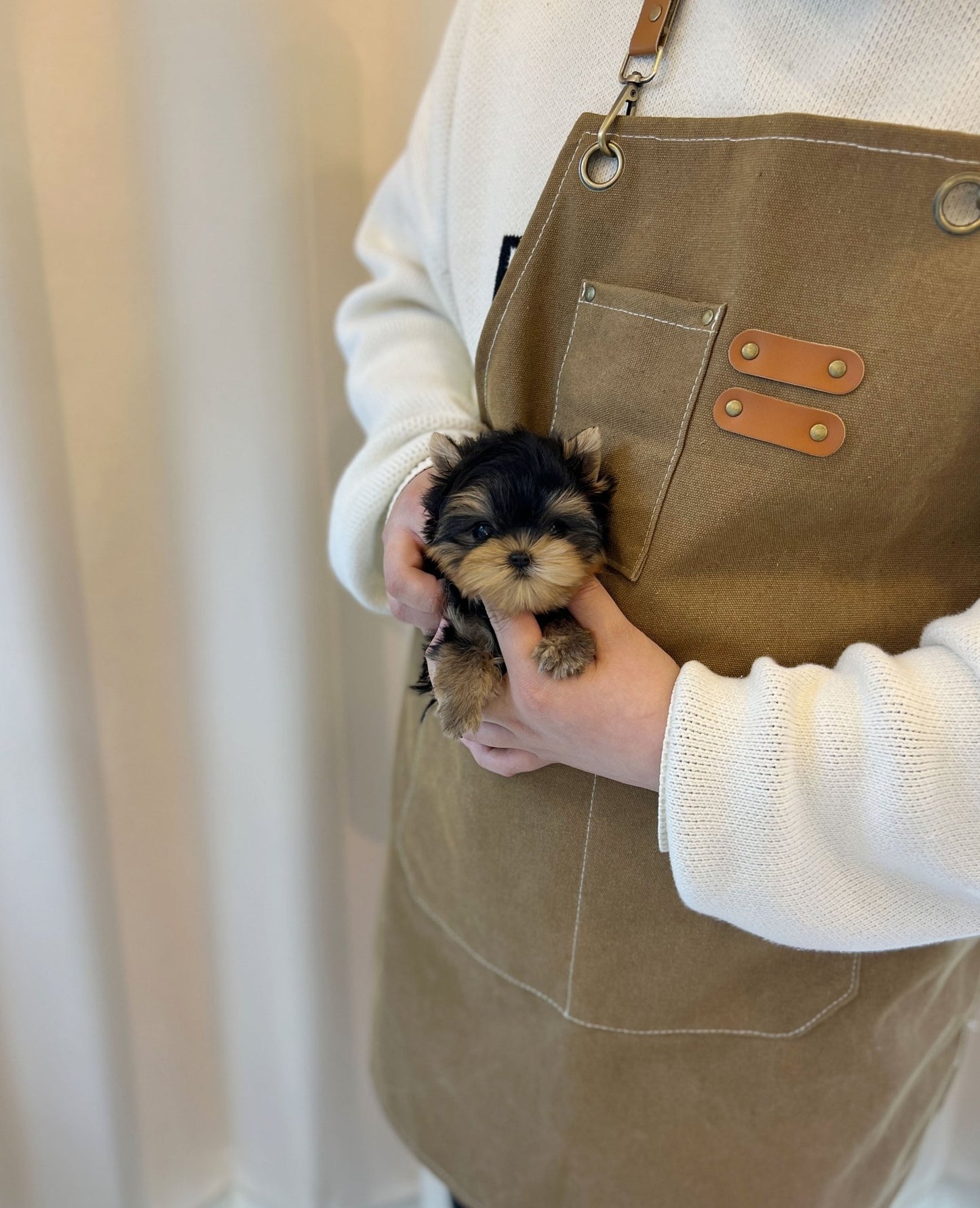 Yorkshire Terrier - Charli(Male) - Beautiful puppy teacup puppy with adorable features available for adoption from Velydog