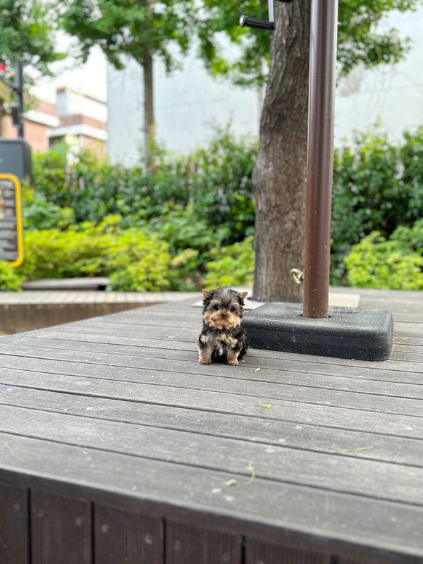 Yorkshire Terrier - Chic(Male) - Beautiful puppy teacup puppy with adorable features available for adoption from Velydog