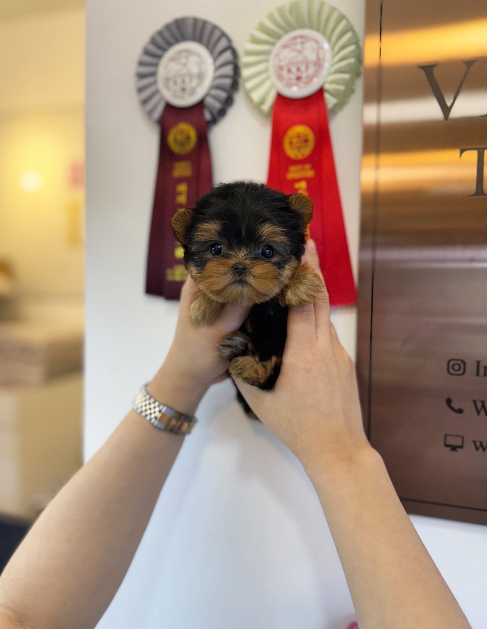 Yorkshire Terrier - Choa(Female) - Beautiful puppy teacup puppy with adorable features available for adoption from Velydog