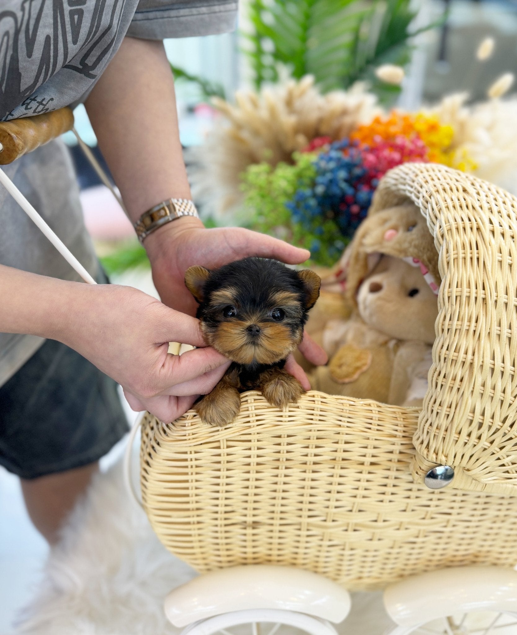 Yorkshire Terrier - Choa(Female) - Beautiful puppy teacup puppy with adorable features available for adoption from Velydog