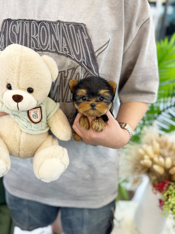 Yorkshire Terrier - Choa(Female) - Beautiful puppy teacup puppy with adorable features available for adoption from Velydog