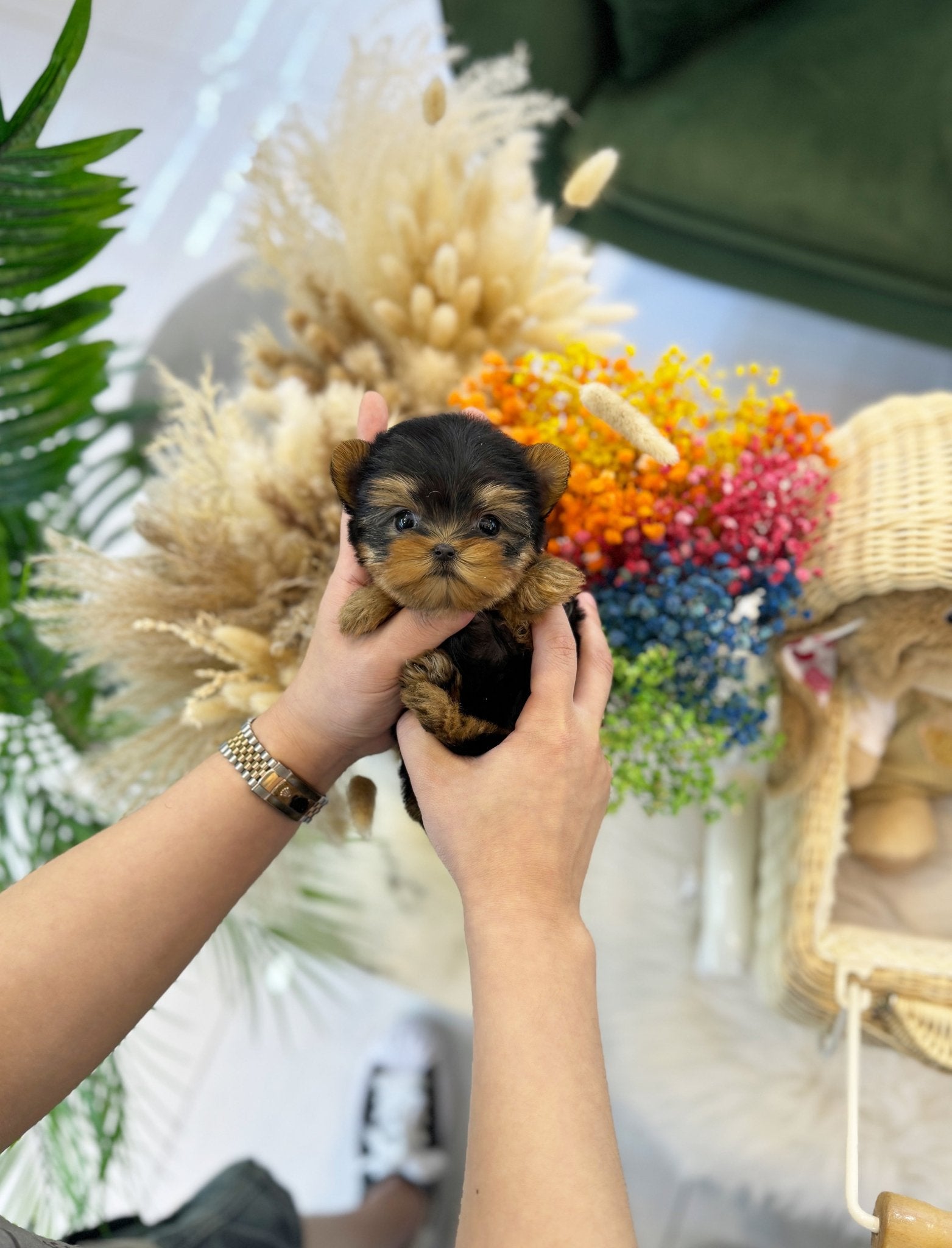 Yorkshire Terrier - Choa(Female) - Beautiful puppy teacup puppy with adorable features available for adoption from Velydog