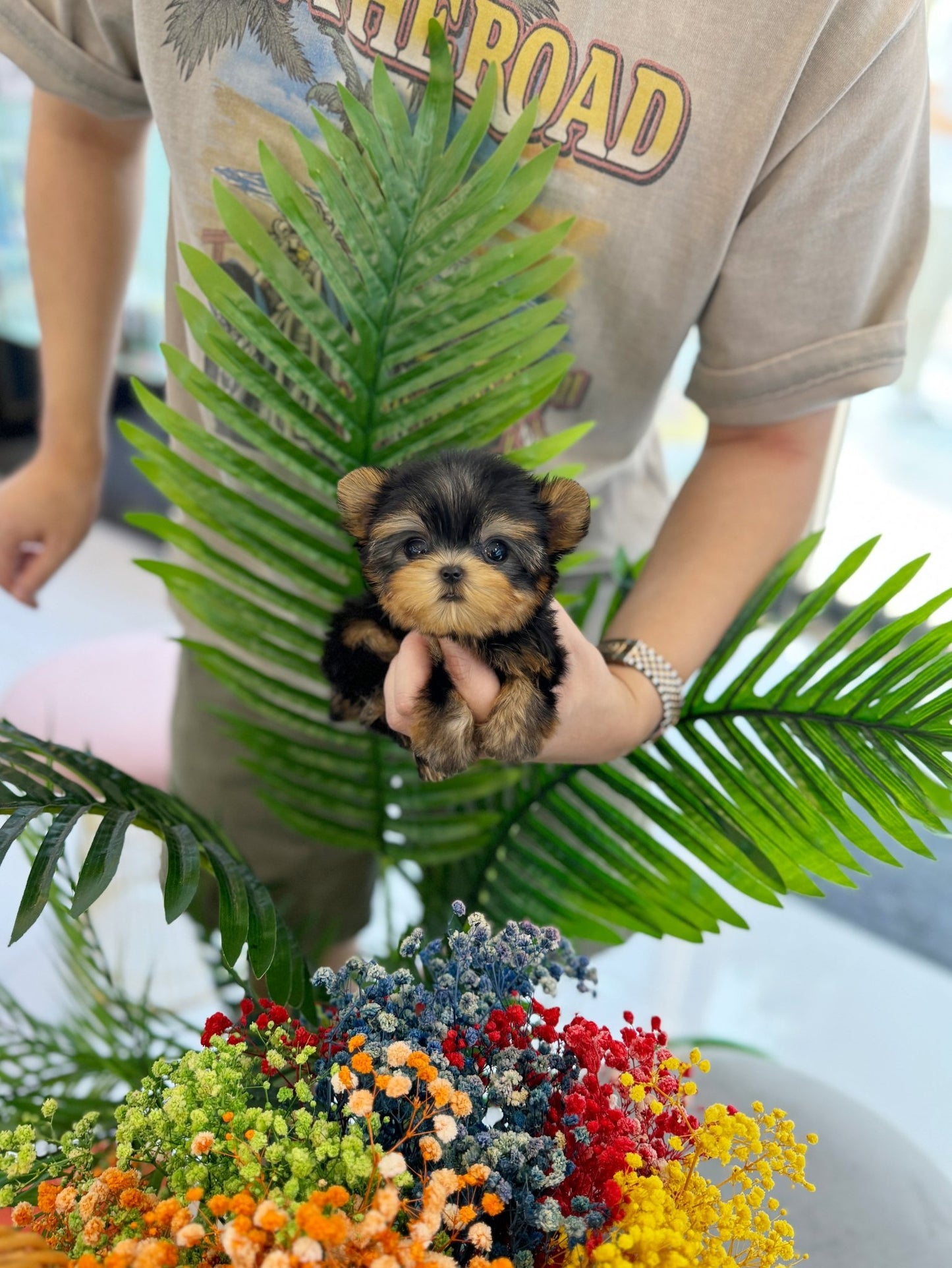 Yorkshire Terrier - Damiani(Female) - Beautiful puppy teacup puppy with adorable features available for adoption from Velydog