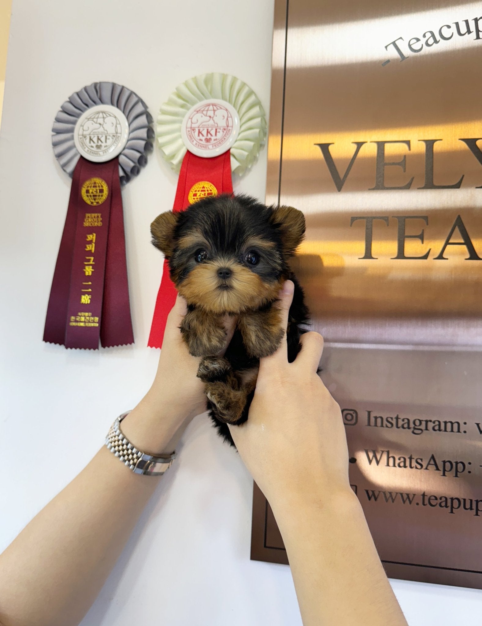 Yorkshire Terrier - Damiani(Female) - Beautiful puppy teacup puppy with adorable features available for adoption from Velydog