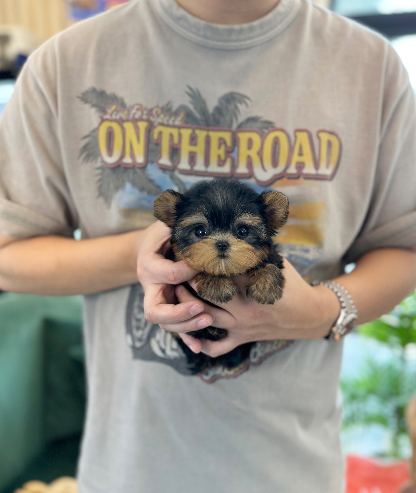 Yorkshire Terrier - Damiani(Female) - Beautiful puppy teacup puppy with adorable features available for adoption from Velydog