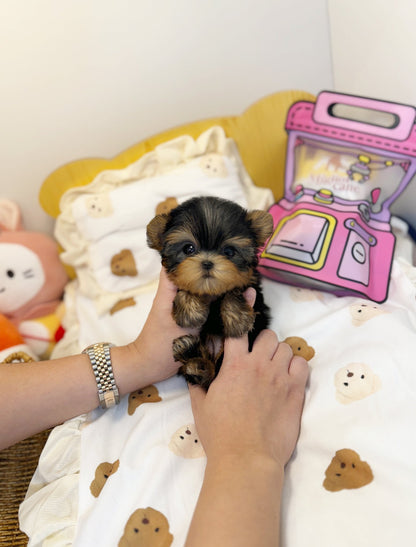 Yorkshire Terrier - Damiani(Female) - Beautiful puppy teacup puppy with adorable features available for adoption from Velydog