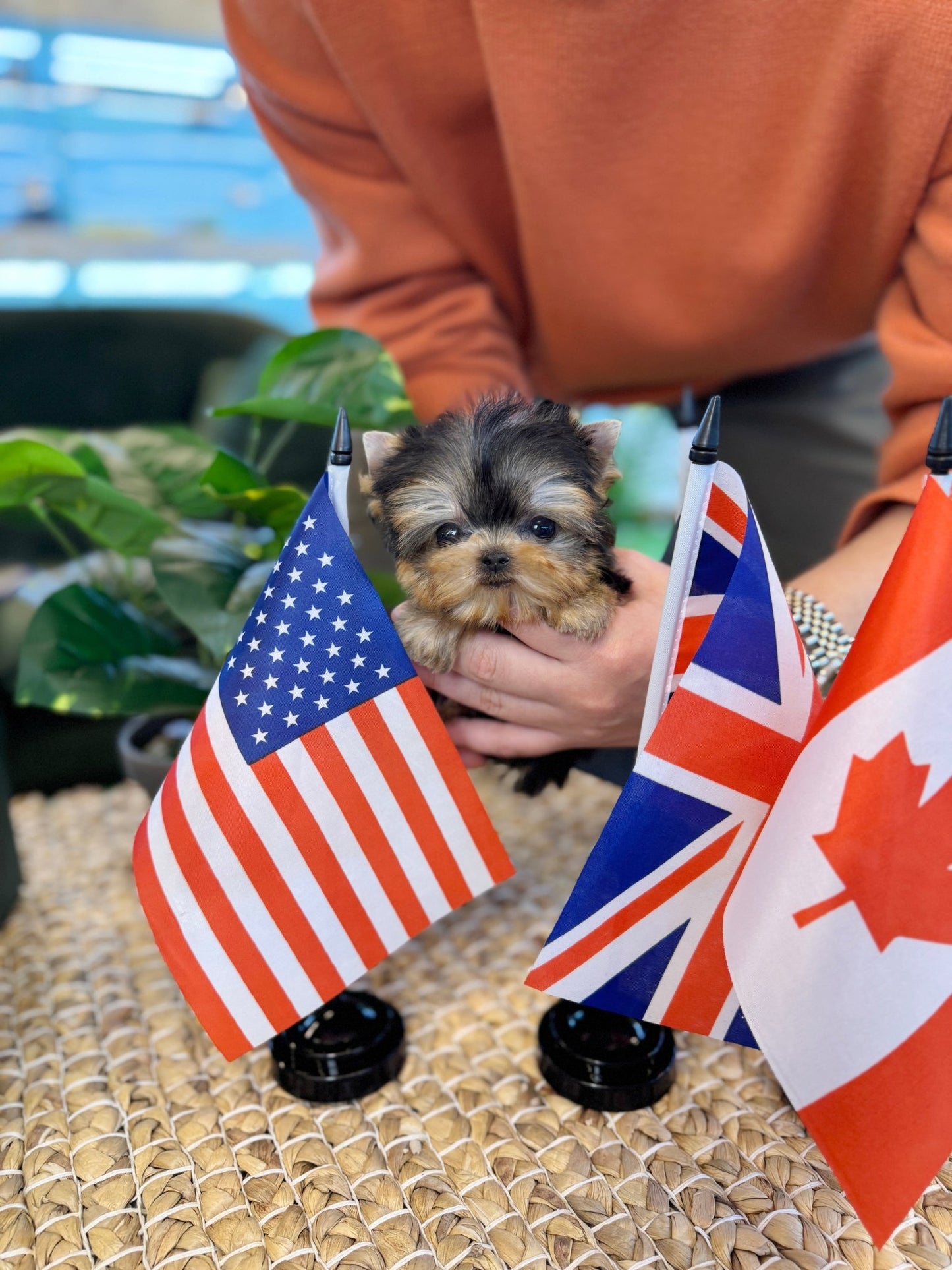 Yorkshire Terrier - Doja(Female) - Beautiful puppy teacup puppy with adorable features available for adoption from Velydog