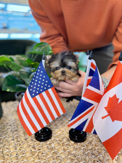 Yorkshire Terrier - Doja(Female) - Beautiful puppy teacup puppy with adorable features available for adoption from Velydog