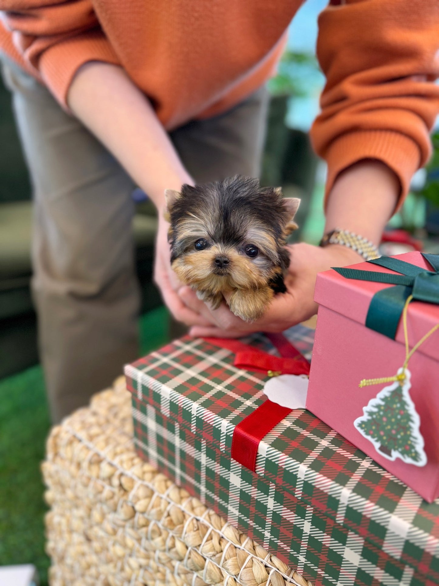 Yorkshire Terrier - Doja(Female) - Beautiful puppy teacup puppy with adorable features available for adoption from Velydog