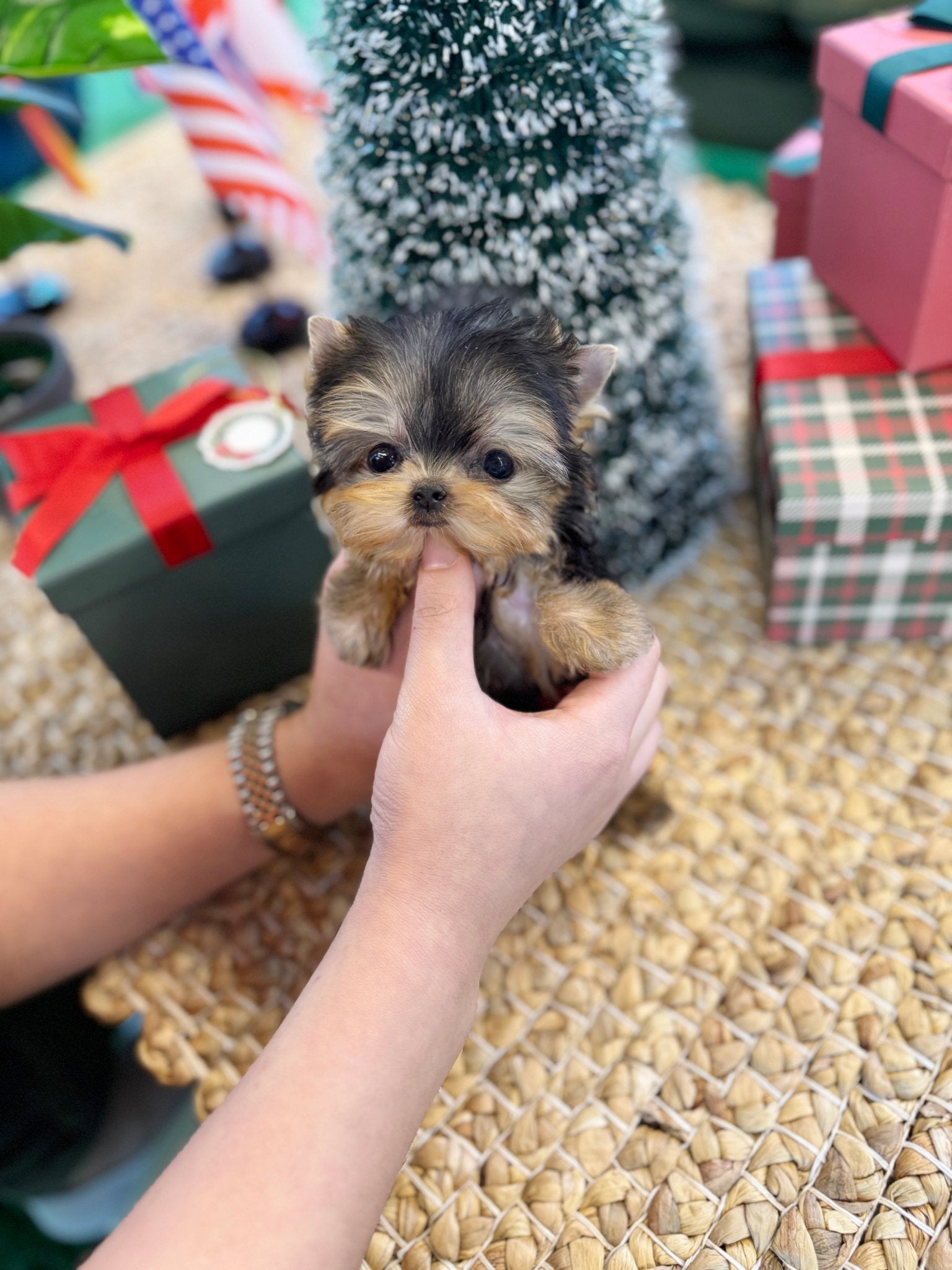 Yorkshire Terrier - Doja(Female) - Beautiful puppy teacup puppy with adorable features available for adoption from Velydog