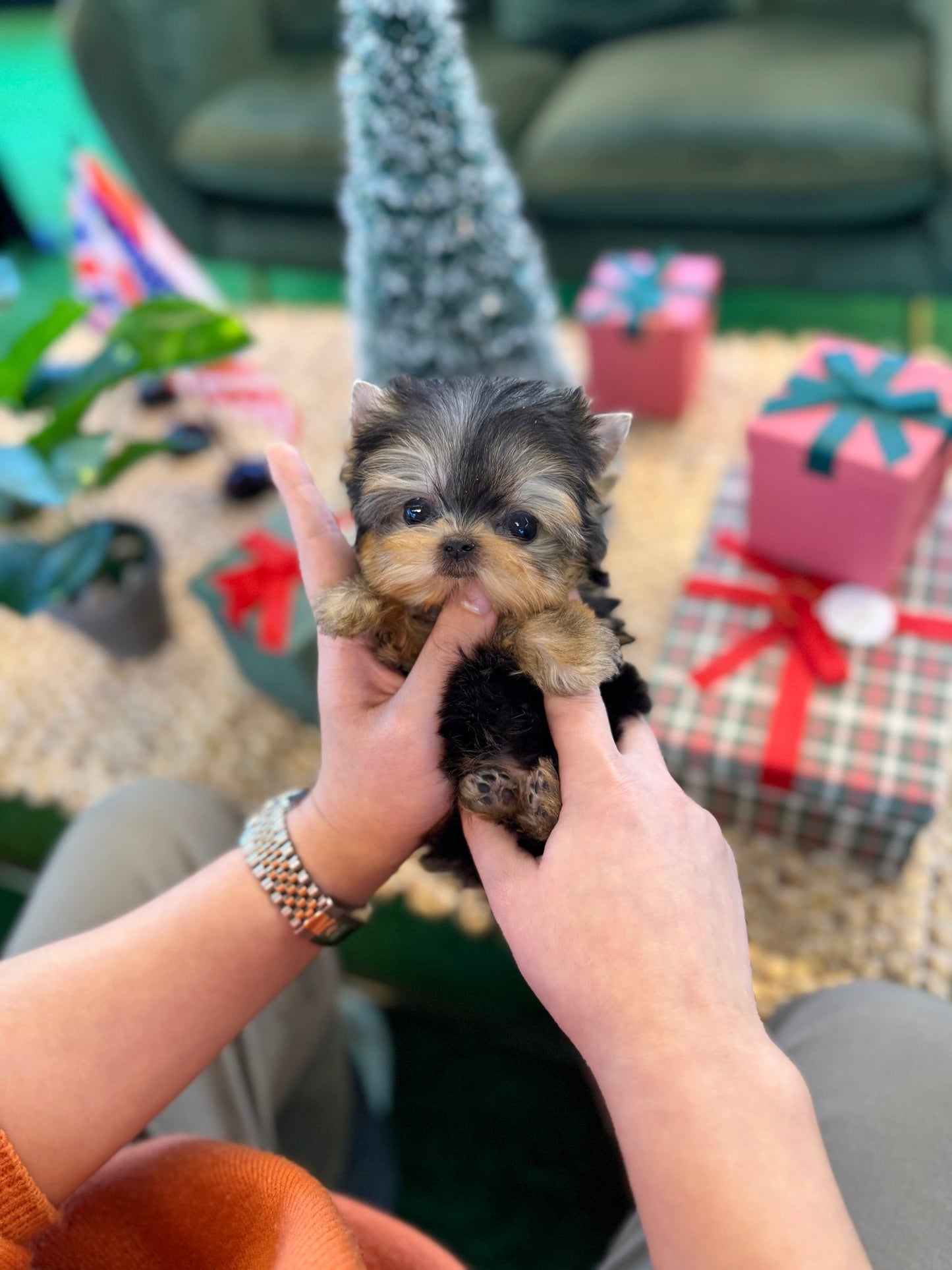 Yorkshire Terrier - Doja(Female) - Beautiful puppy teacup puppy with adorable features available for adoption from Velydog