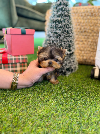 Yorkshire Terrier - Doja(Female) - Beautiful puppy teacup puppy with adorable features available for adoption from Velydog