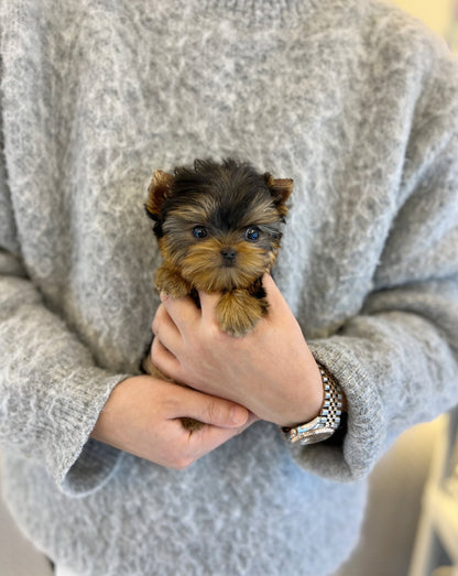 Yorkshire Terrier - Eden - Beautiful puppy teacup puppy with adorable features available for adoption from Velydog