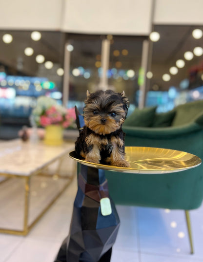 Yorkshire Terrier - Eden - Beautiful puppy teacup puppy with adorable features available for adoption from Velydog