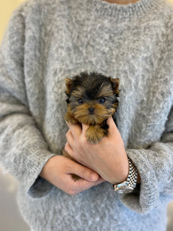Yorkshire Terrier - Eden - Beautiful puppy teacup puppy with adorable features available for adoption from Velydog