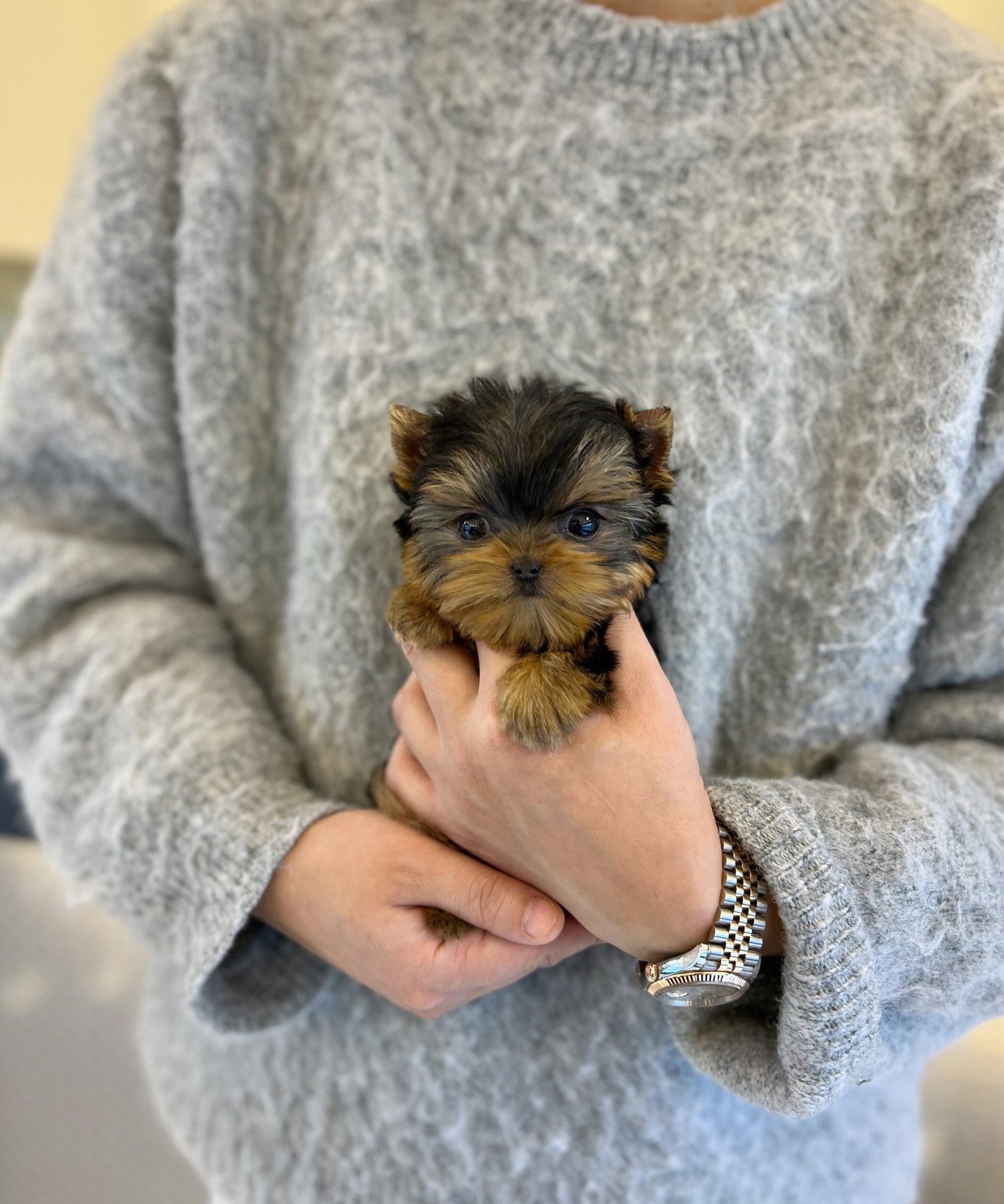 Yorkshire Terrier - Eden - Beautiful puppy teacup puppy with adorable features available for adoption from Velydog