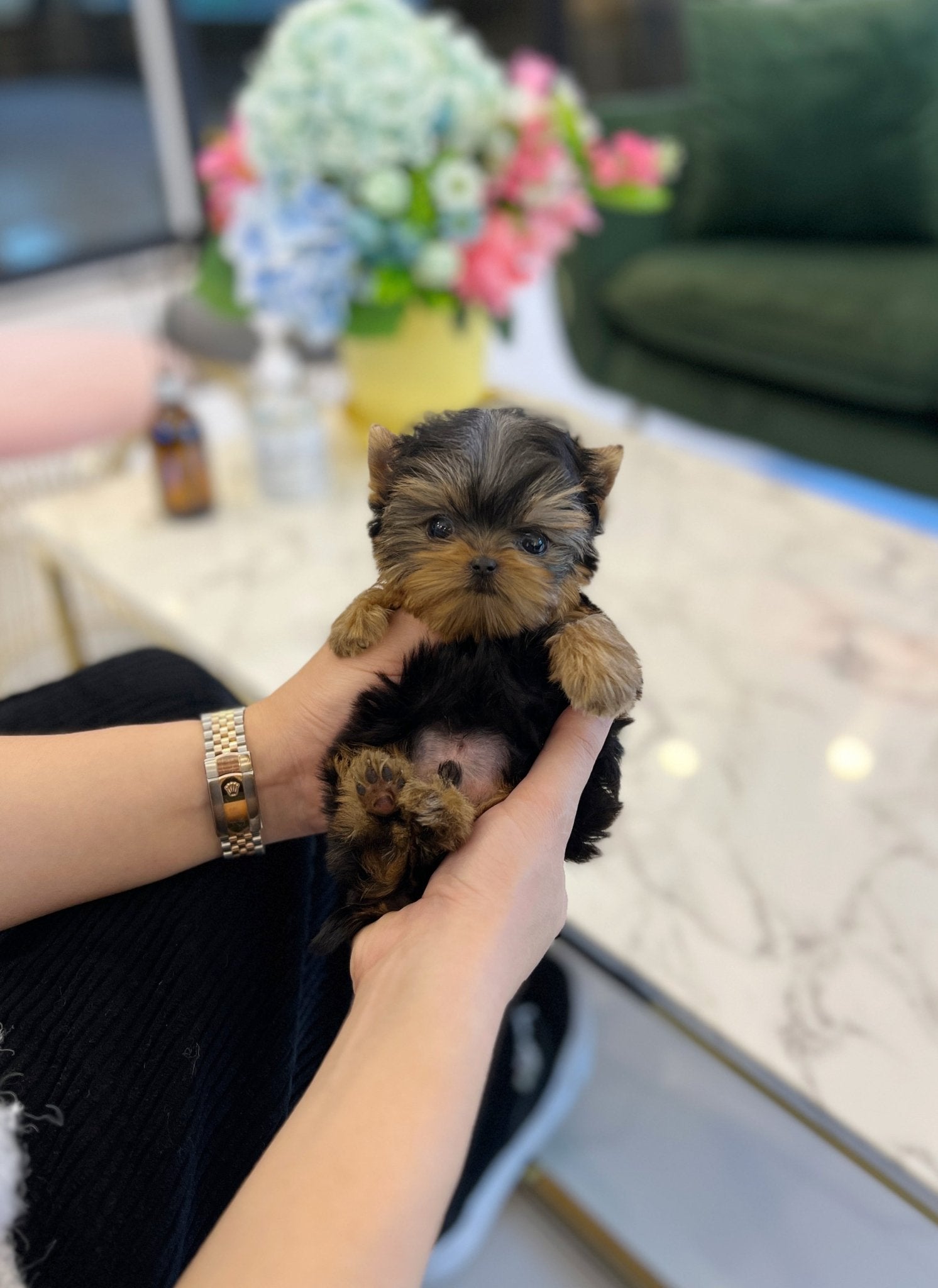 Yorkshire Terrier - Eden - Beautiful puppy teacup puppy with adorable features available for adoption from Velydog