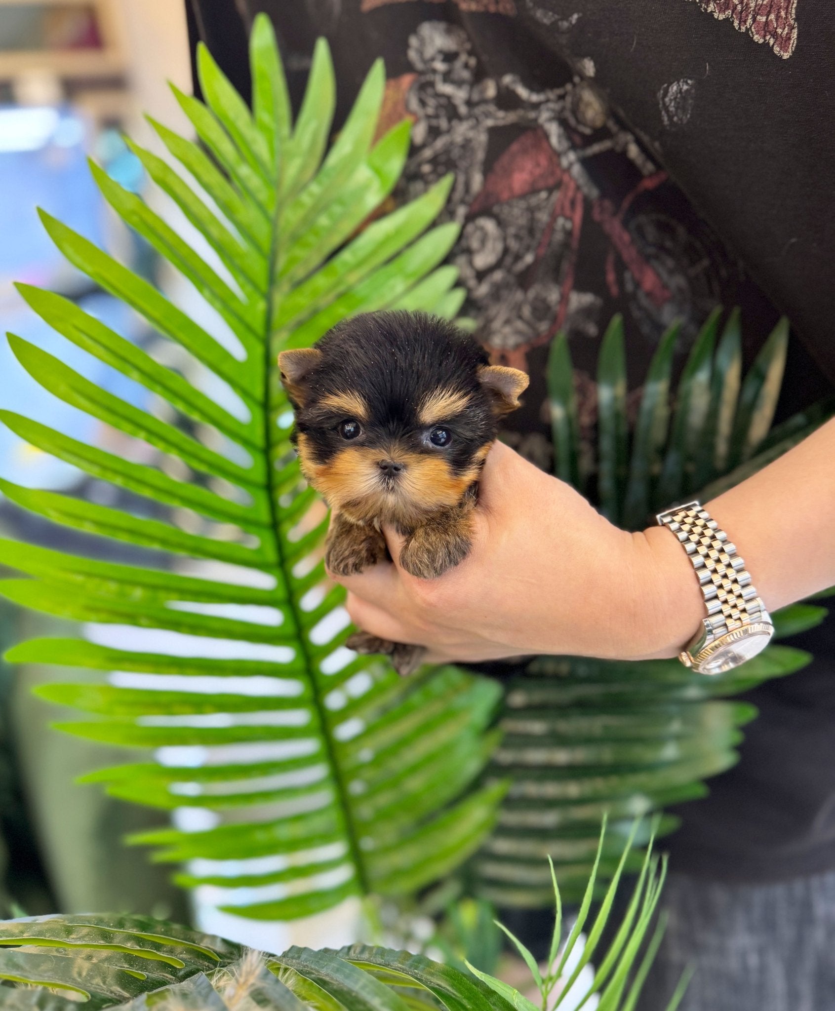 Yorkshire Terrier - Goose(Male) - Beautiful puppy teacup puppy with adorable features available for adoption from Velydog