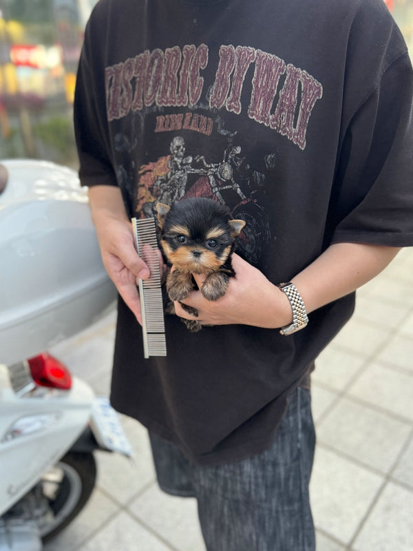 Yorkshire Terrier - Goose(Male) - Beautiful puppy teacup puppy with adorable features available for adoption from Velydog