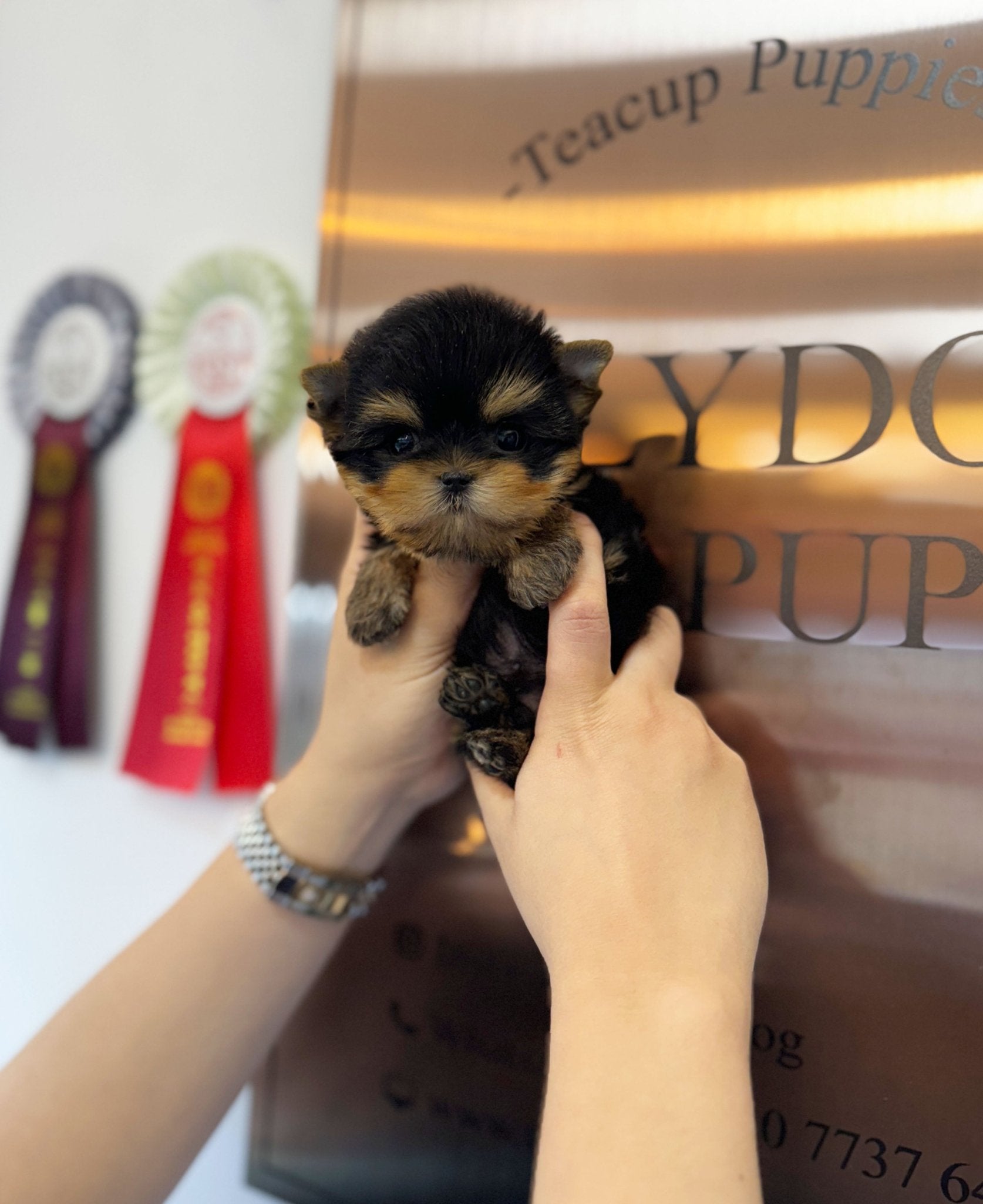 Yorkshire Terrier - Goose(Male) - Beautiful puppy teacup puppy with adorable features available for adoption from Velydog