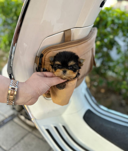 Yorkshire Terrier - Goose(Male) - Beautiful puppy teacup puppy with adorable features available for adoption from Velydog