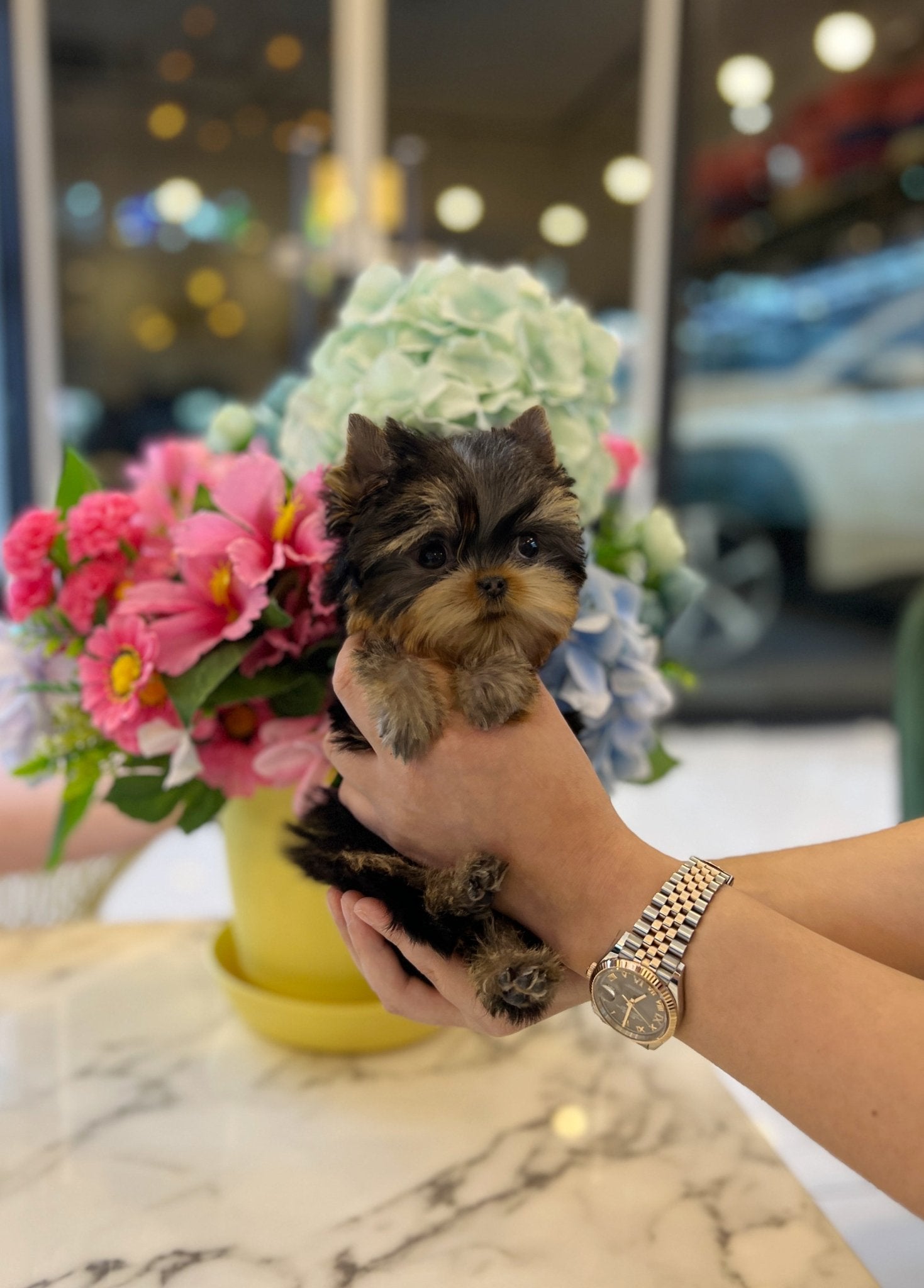 Yorkshire Terrier - Honey - Beautiful puppy teacup puppy with adorable features available for adoption from Velydog