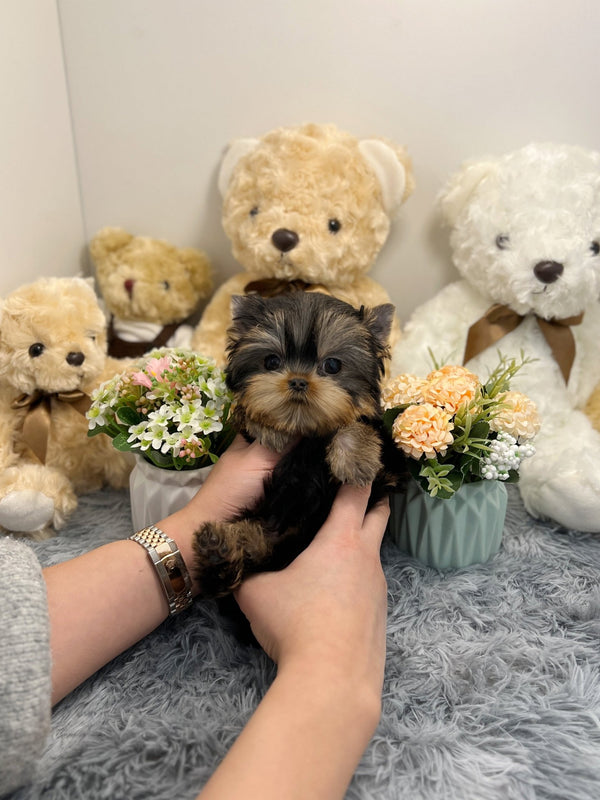 Yorkshire Terrier - Honey - Beautiful puppy teacup puppy with adorable features available for adoption from Velydog