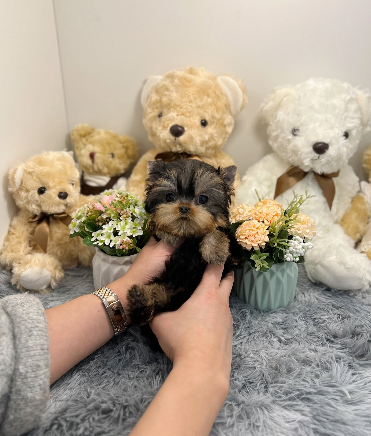 Yorkshire Terrier - Honey - Beautiful puppy teacup puppy with adorable features available for adoption from Velydog