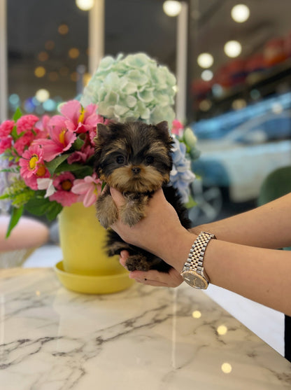 Yorkshire Terrier - Honey - Beautiful puppy teacup puppy with adorable features available for adoption from Velydog