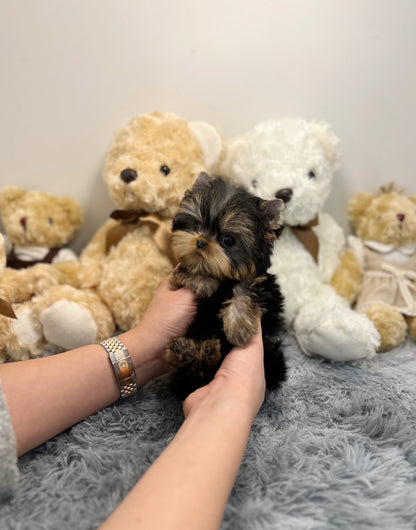 Yorkshire Terrier - Honey - Beautiful puppy teacup puppy with adorable features available for adoption from Velydog