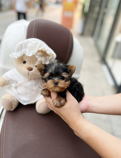 Yorkshire Terrier - Lilia(Female) - Beautiful puppy teacup puppy with adorable features available for adoption from Velydog