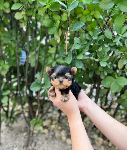 Yorkshire Terrier - Lilia(Female) - Beautiful puppy teacup puppy with adorable features available for adoption from Velydog