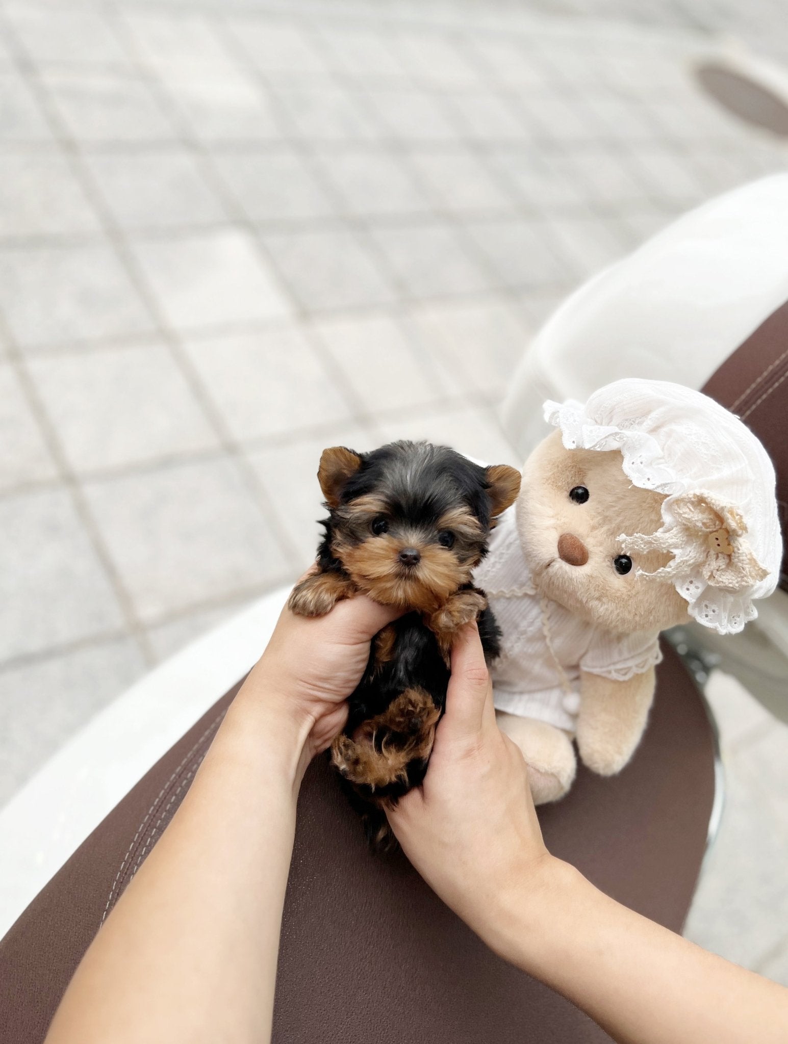 Yorkshire Terrier - Lilia(Female) - Beautiful puppy teacup puppy with adorable features available for adoption from Velydog