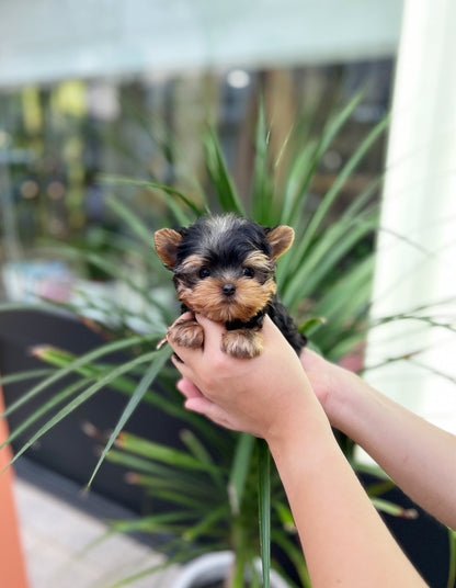 Yorkshire Terrier - Lilia(Female) - Beautiful puppy teacup puppy with adorable features available for adoption from Velydog