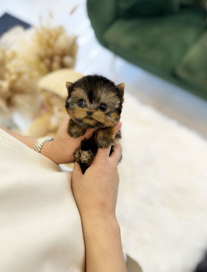 Yorkshire Terrier - Lily(Female) - Beautiful puppy teacup puppy with adorable features available for adoption from Velydog