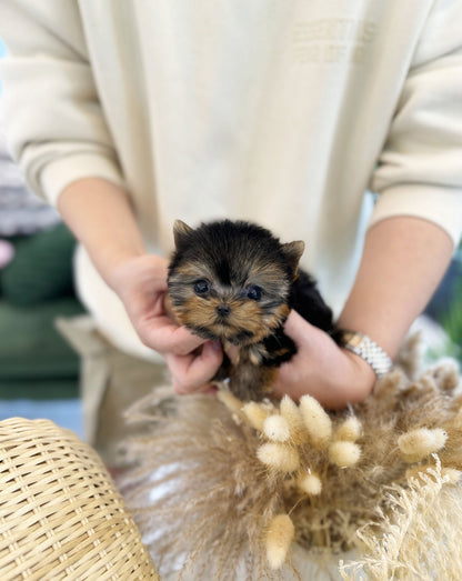 Yorkshire Terrier - Lily(Female) - Beautiful puppy teacup puppy with adorable features available for adoption from Velydog