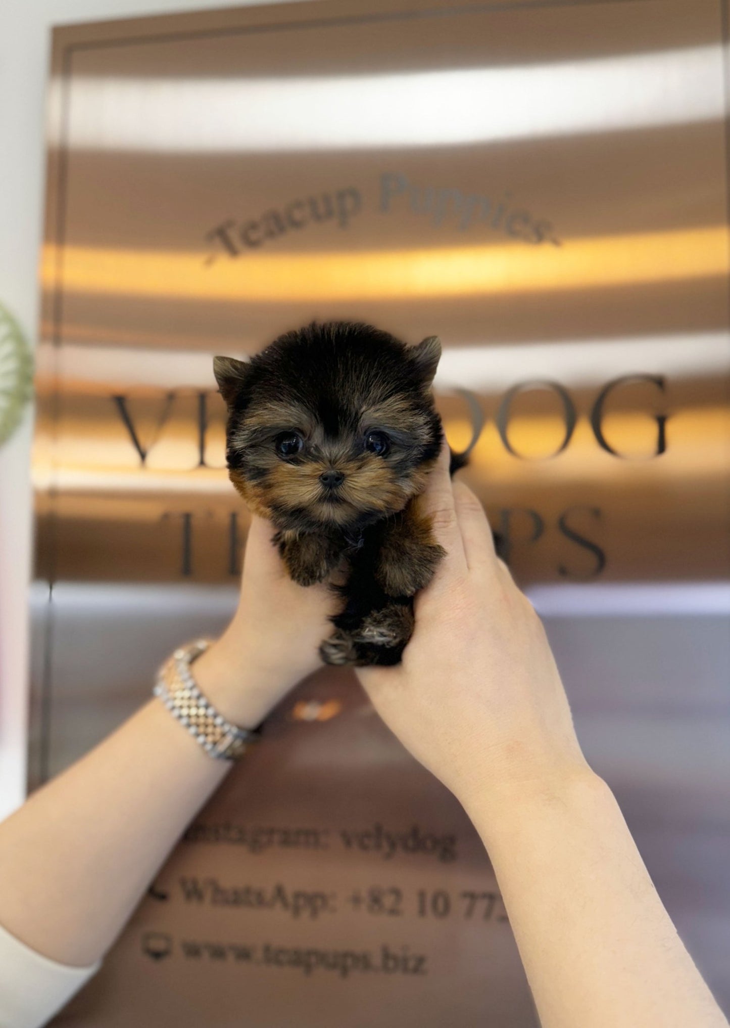 Yorkshire Terrier - Lily(Female) - Beautiful puppy teacup puppy with adorable features available for adoption from Velydog