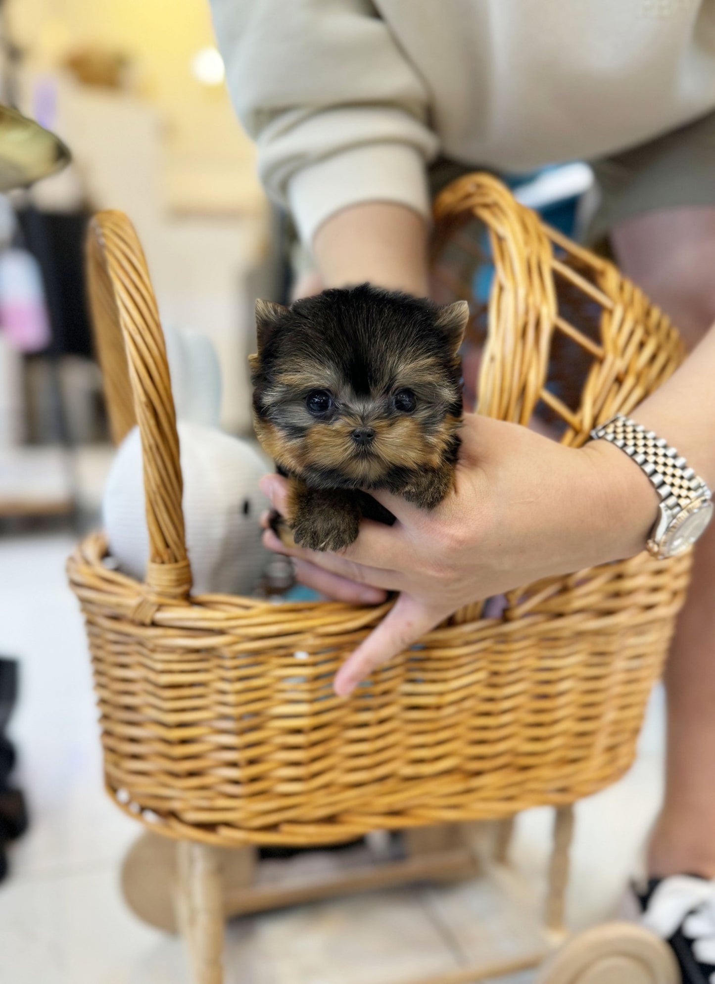 Yorkshire Terrier - Lily(Female) - Beautiful puppy teacup puppy with adorable features available for adoption from Velydog