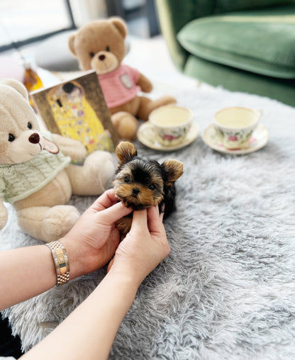 Yorkshire Terrier - Louis(Male) - Beautiful puppy teacup puppy with adorable features available for adoption from Velydog