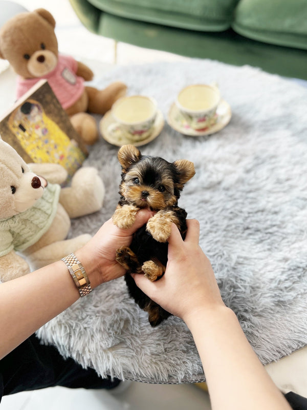 Yorkshire Terrier - Louis(Male) - Beautiful puppy teacup puppy with adorable features available for adoption from Velydog