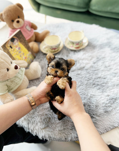 Yorkshire Terrier - Louis(Male) - Beautiful puppy teacup puppy with adorable features available for adoption from Velydog