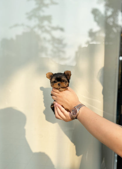 Yorkshire Terrier - Louis(Male) - Beautiful puppy teacup puppy with adorable features available for adoption from Velydog