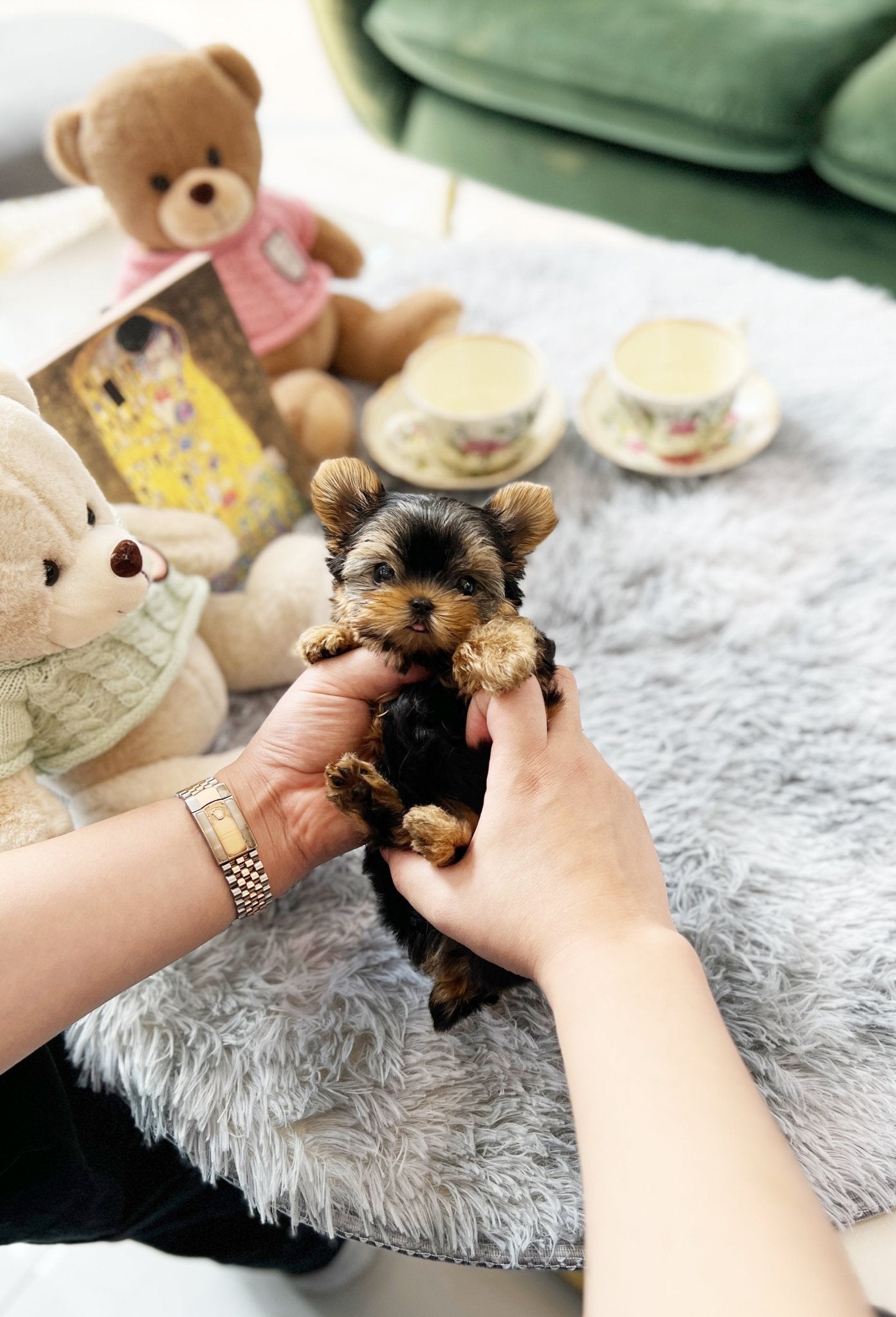 Yorkshire Terrier - Louis(Male) - Beautiful puppy teacup puppy with adorable features available for adoption from Velydog