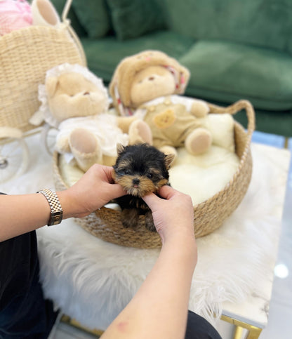 Yorkshire Terrier - Mac(Male) - Beautiful puppy teacup puppy with adorable features available for adoption from Velydog