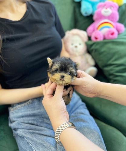 Yorkshire Terrier - Mac(Male) - Beautiful puppy teacup puppy with adorable features available for adoption from Velydog